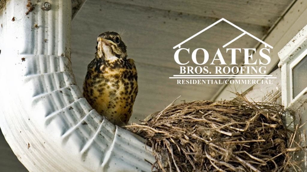 Why you need to keep birds out of your gutters from the residential